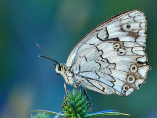 Anadolu Melikesi (Melanargia larissa)