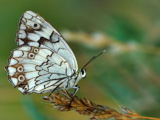 Anadolu Melikesi (Melanargia larissa)
