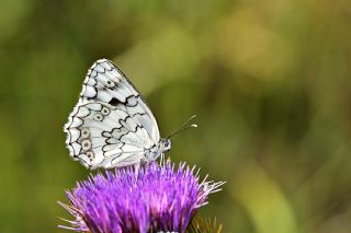 Anadolu Melikesi (Melanargia larissa)