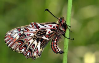 Gney Fistosu (Zerynthia polyxena)