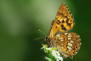 ncili Kelebek (Hamearis lucina)