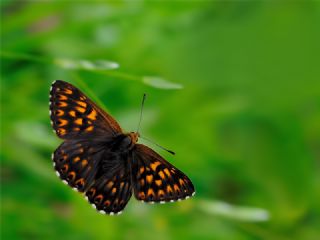ncili Kelebek (Hamearis lucina)