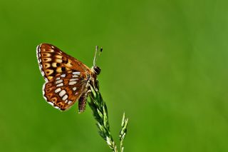 ncili Kelebek (Hamearis lucina)
