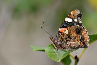 Atalanta (Vanessa atalanta)