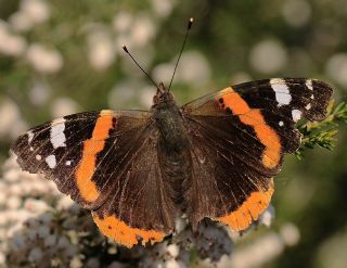 Atalanta (Vanessa atalanta)