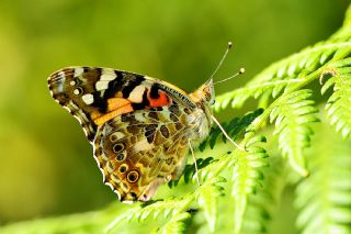 Diken Kelebei (Vanessa cardui)