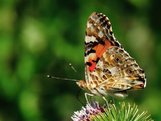 Diken Kelebei (Vanessa cardui)