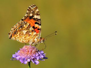 Diken Kelebei (Vanessa cardui)