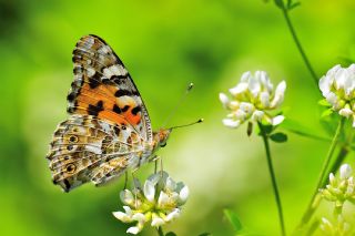 Diken Kelebei (Vanessa cardui)