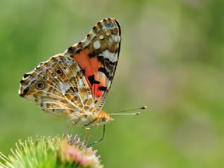 Diken Kelebei (Vanessa cardui)