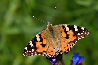 Diken Kelebei (Vanessa cardui)