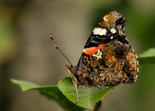 Atalanta (Vanessa atalanta)