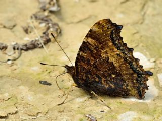 Sar Ayakl Nimfalis (Aglais xanthomelas)