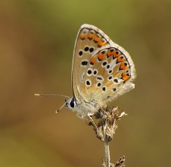 okgzl Balkan Mavisi (Aricia anteros )