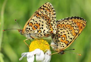 parhan (Melitaea cinxia)