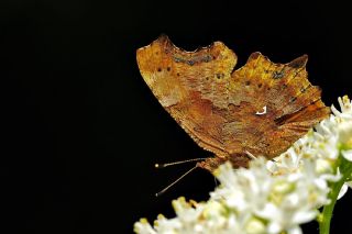 Yrtk Prtk (Inachis c-album)