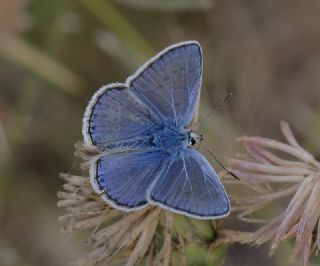 okgzl Mavi (Polyommatus icarus)