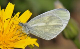 Narin Orman Beyaz (Leptidea sinapis)