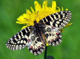 Gney Fistosu (Zerynthia polyxena)