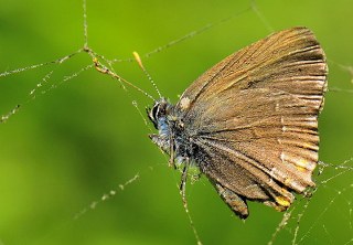 Minik Sevbeni (Satyrium acaciae)