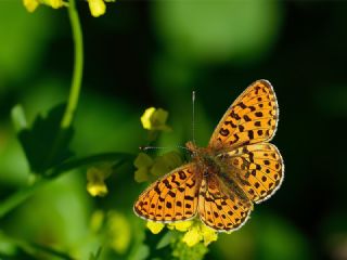Beyaz nci (Clossiana euphrosyne)
