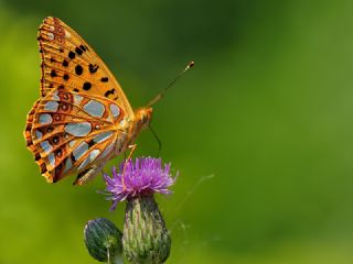 spanyol Kraliesi (Issoria lathonia)