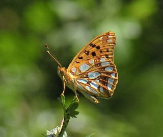 spanyol Kraliesi (Issoria lathonia)