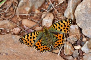 spanyol Kraliesi (Issoria lathonia)