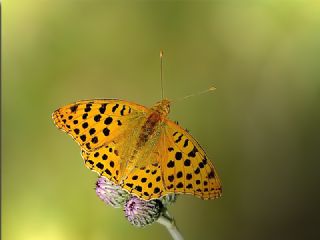 spanyol Kraliesi (Issoria lathonia)