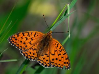 Niyobe (Fabriciana niobe)