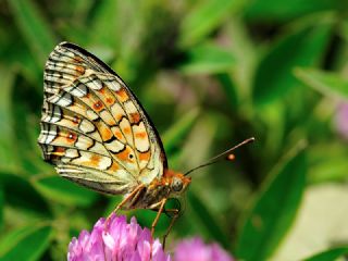 Niyobe (Fabriciana niobe)