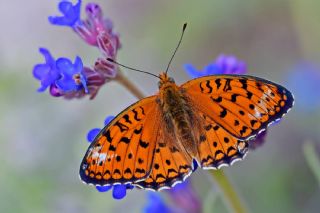 Niyobe (Fabriciana niobe)