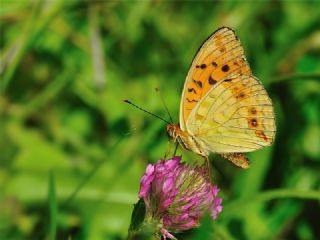 Byk nci (Fabriciana adippe)