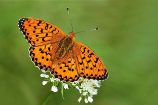 Byk nci (Fabriciana adippe)