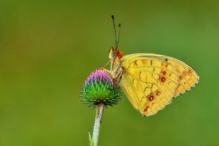 Byk nci (Fabriciana adippe)