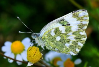 Yeni Beneklimelek&nbsp;(Pontia&nbsp;edusa)
