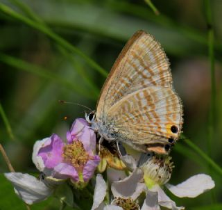 Lampides (Lampides boeticus)