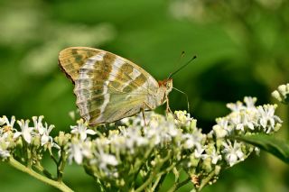 Cengaver (Argynnis paphia)