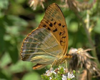 Cengaver (Argynnis paphia)