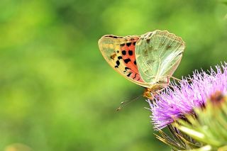 Bahadr (Argynnis pandora)