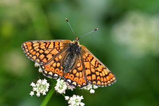 Nazuum (Euphydryas aurinia)