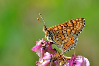 Nazuum (Euphydryas aurinia)