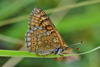 Nazuum (Euphydryas aurinia)