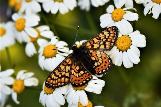 Nazuum (Euphydryas aurinia)