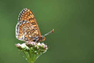 Nazuum (Euphydryas aurinia)