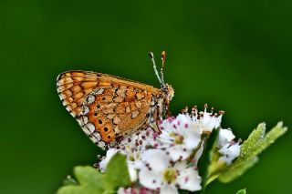 Nazuum (Euphydryas aurinia)