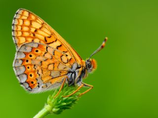 Nazuum (Euphydryas aurinia)