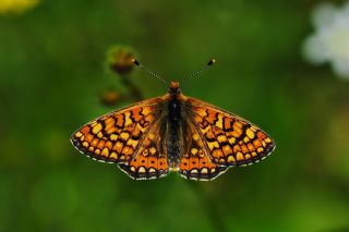 Nazuum (Euphydryas aurinia)