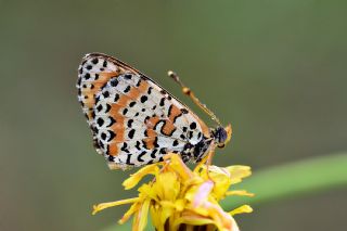 Benekli parhan (Melitaea didyma)