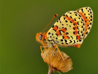 Benekli parhan (Melitaea didyma)